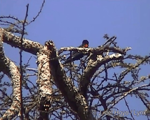 Red-shouldered Cuckooshrike - ML201246911