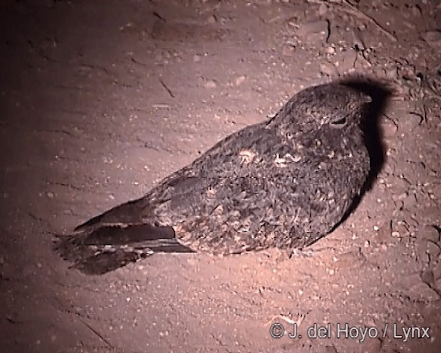 Freckled Nightjar - ML201246921