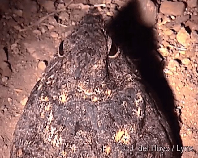 Freckled Nightjar - ML201246941