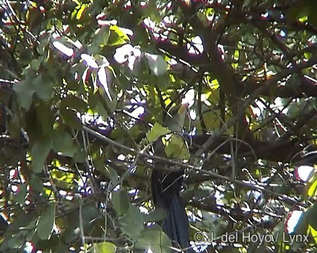 Green Malkoha - ML201246951