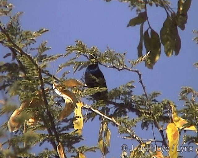 Bindennektarvogel - ML201246961