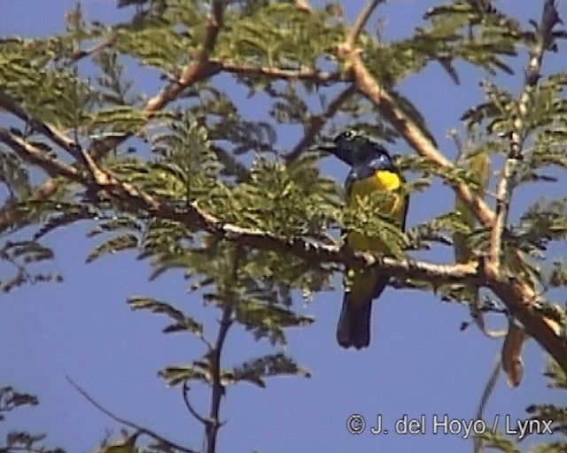 Collared Sunbird - ML201247001