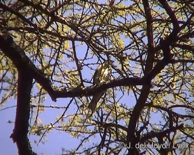 Scaly-throated Honeyguide - ML201247031