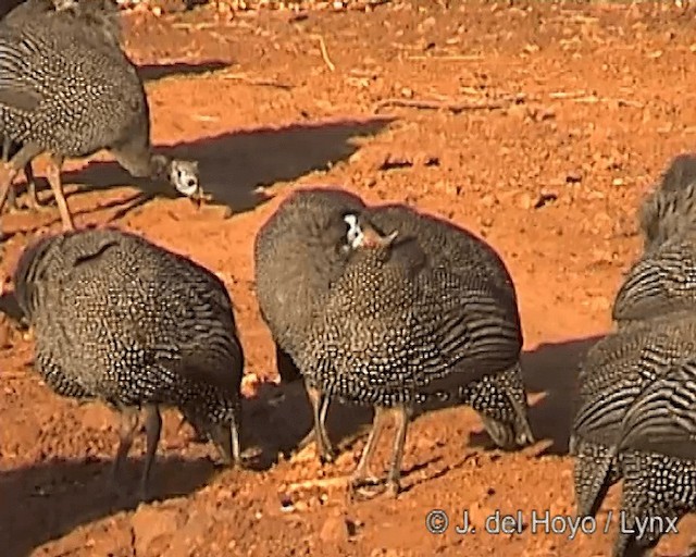 Helmeted Guineafowl (Helmeted) - ML201247081