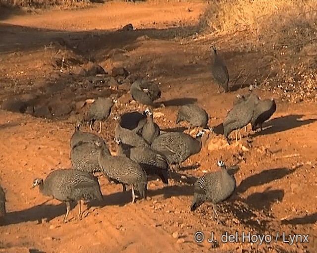 Helmeted Guineafowl (Helmeted) - ML201247091