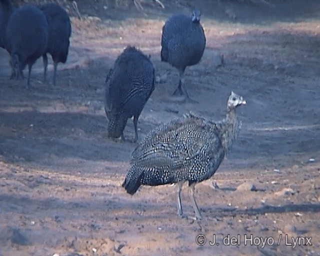 Helmeted Guineafowl (Helmeted) - ML201247101