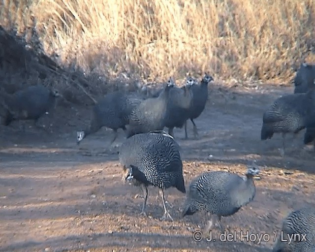 Helmeted Guineafowl (Helmeted) - ML201247111