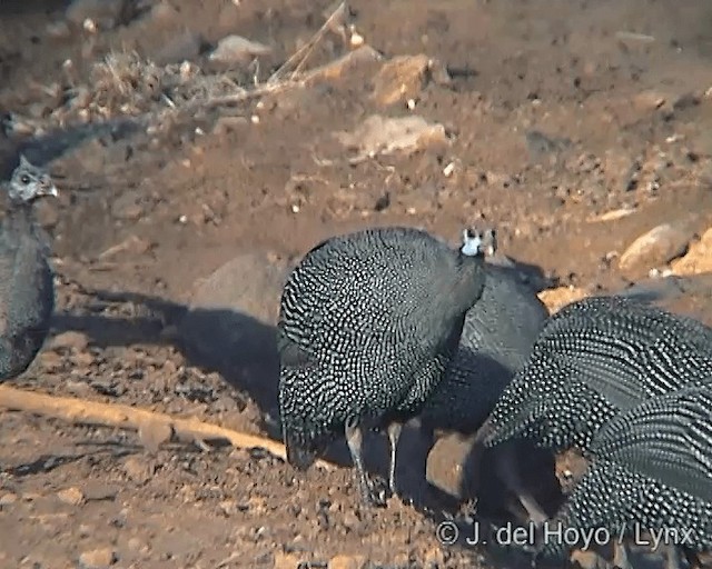 Helmeted Guineafowl (Helmeted) - ML201247121