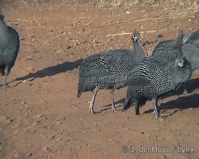 Helmeted Guineafowl (Helmeted) - ML201247131