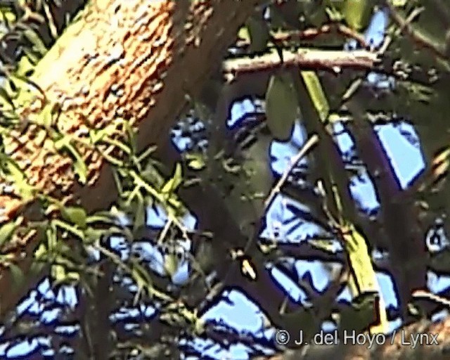 Northern Red-fronted Tinkerbird - ML201247151