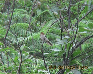 Spot-breasted Parrotbill - ML201247201