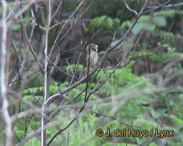 Paradoxornis fléché - ML201247211