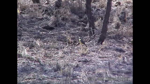 Golden Pipit - ML201247261