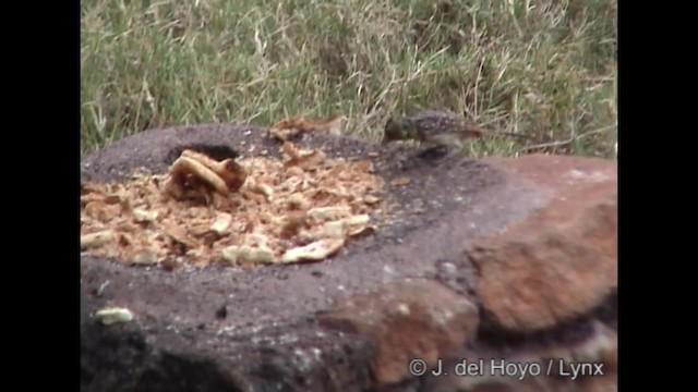vousáček východoafrický (ssp. darnaudii/boehmi) - ML201247271