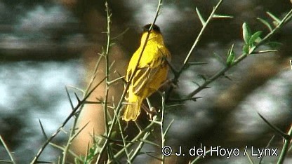 Tisserin à dos d'or - ML201247321