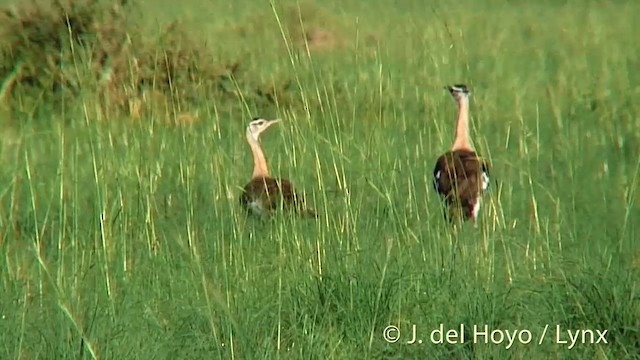 Denham's Bustard (Denham's) - ML201247351