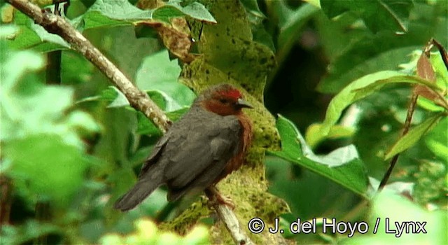 rødbrystastrild - ML201247401