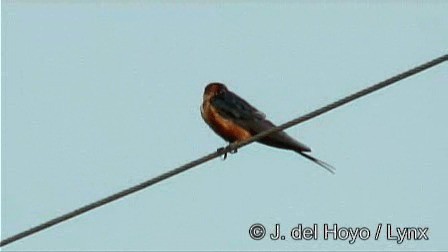 Golondrina Senegalesa - ML201247411