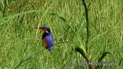 Malachite Kingfisher (Mainland) - ML201247501