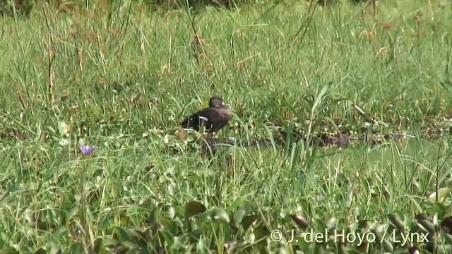 Canard noirâtre - ML201247511