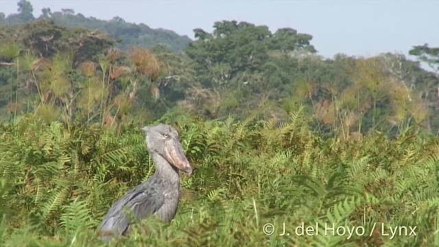 Shoebill - ML201247531