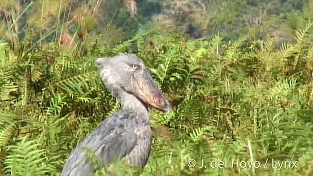 Shoebill - ML201247551