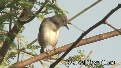 Green-backed Camaroptera (Gray-backed) - ML201247561