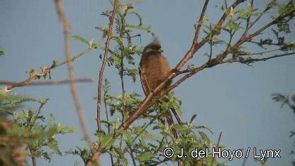Speckled Mousebird - ML201247591