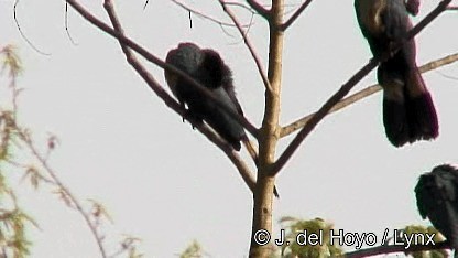 Great Blue Turaco - ML201247601