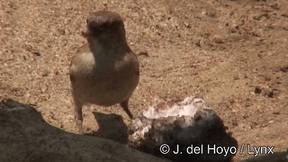 Northern Gray-headed Sparrow - ML201247631