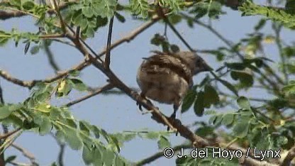 Northern Gray-headed Sparrow - ML201247641