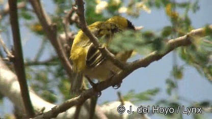 Black-headed Weaver - ML201247671