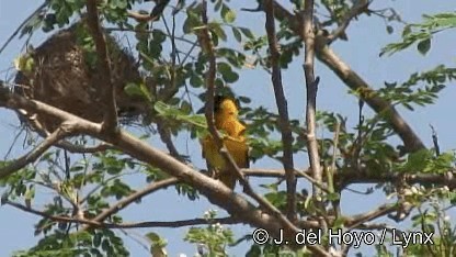 Black-headed Weaver - ML201247681