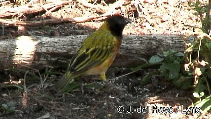 Black-headed Weaver - ML201247691