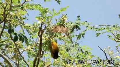 Black-headed Weaver - ML201247701