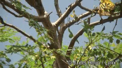 Black-headed Weaver - ML201247711