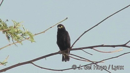 Vieillot's Black Weaver - ML201247721