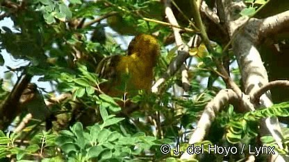 Slender-billed Weaver - ML201247731