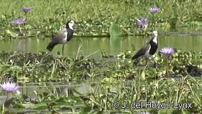 Long-toed Lapwing - ML201247771