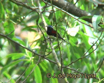 Black-throated Sunbird - ML201247791