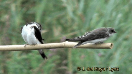 Hirondelle de fenêtre - ML201247821