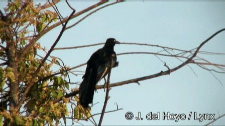 Great-tailed Grackle (Great-tailed) - ML201247851