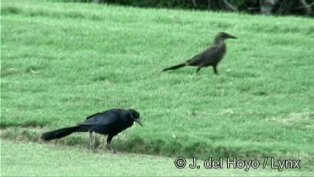 Great-tailed Grackle (Great-tailed) - ML201247861