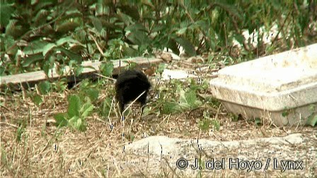 Great-tailed Grackle (Great-tailed) - ML201247871