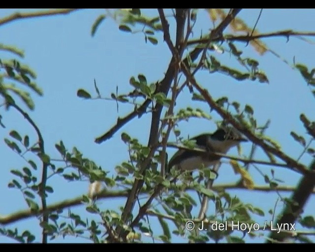 コビトセワタビタキ - ML201247911