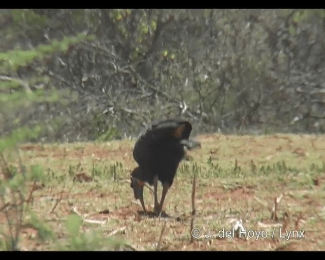 Abyssinian Ground-Hornbill - ML201247921