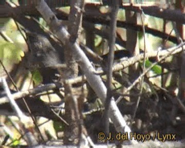 Gray Wren-Warbler - ML201247931