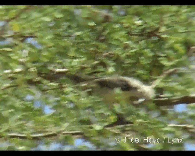 カワリタイヨウチョウ（venustus グループ） - ML201247941