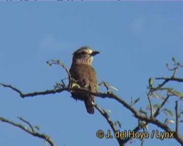 Rufous-crowned Roller - ML201247951