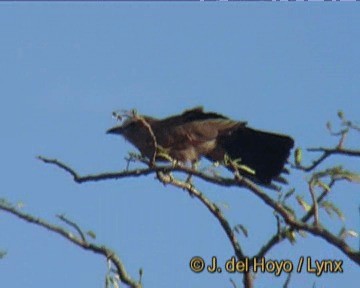 Rufous-crowned Roller - ML201247961